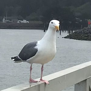 Meet your Posher, Sheri